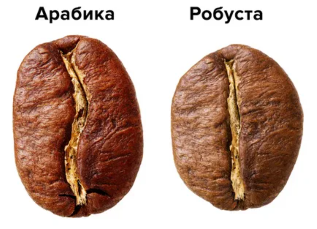 Robusta