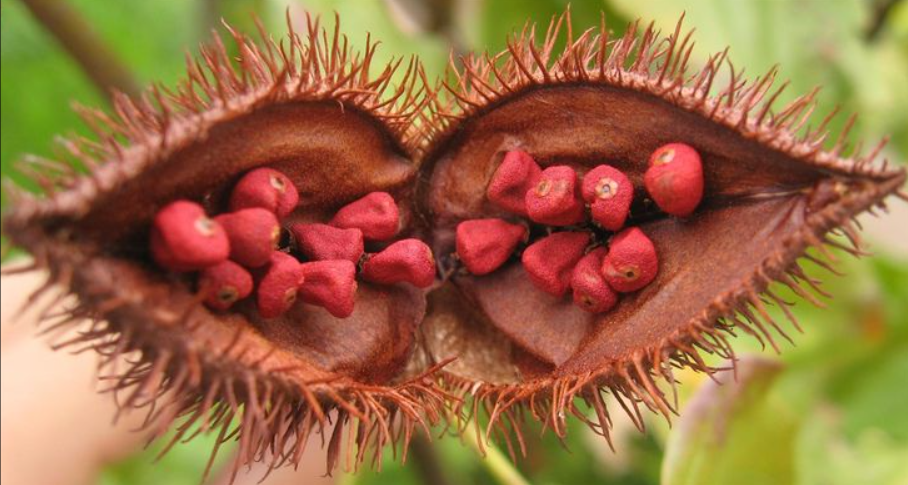 achiote (annatto)