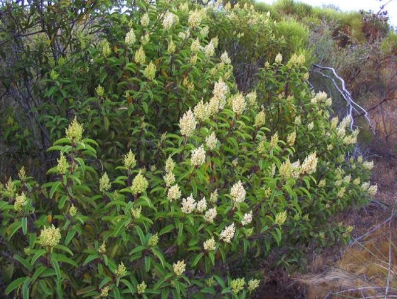 onoto (achiote), comino, laurel